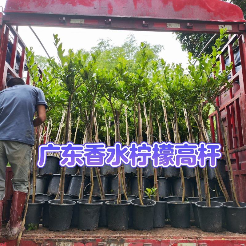 广东四季香水柠檬棒棒糖杆高一米头径2-3公分