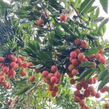 【桂味荔枝】荔枝**新鲜荔枝批发水果果园打包发货便宜一整箱