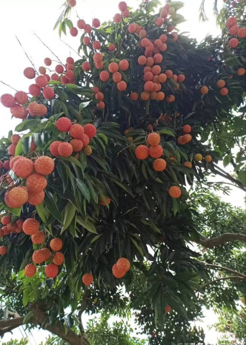 【桂味荔枝】荔枝**新鲜荔枝批发水果果园打包发货便宜一整箱