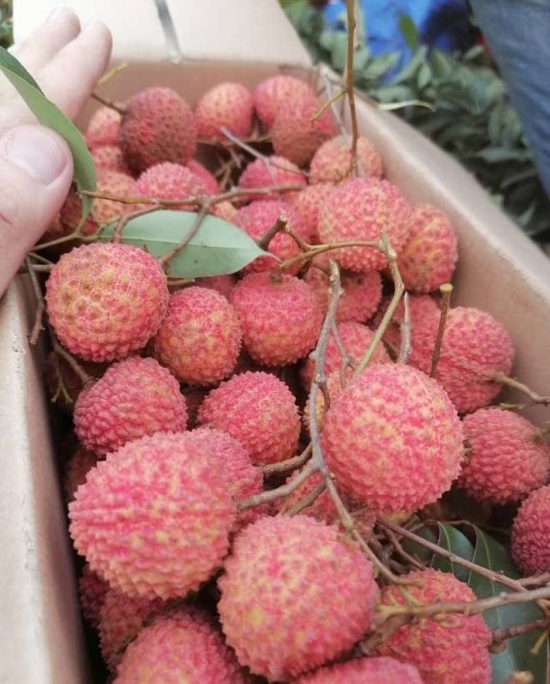 【桂味荔枝】荔枝**新鲜荔枝批发水果果园打包发货便宜一整箱