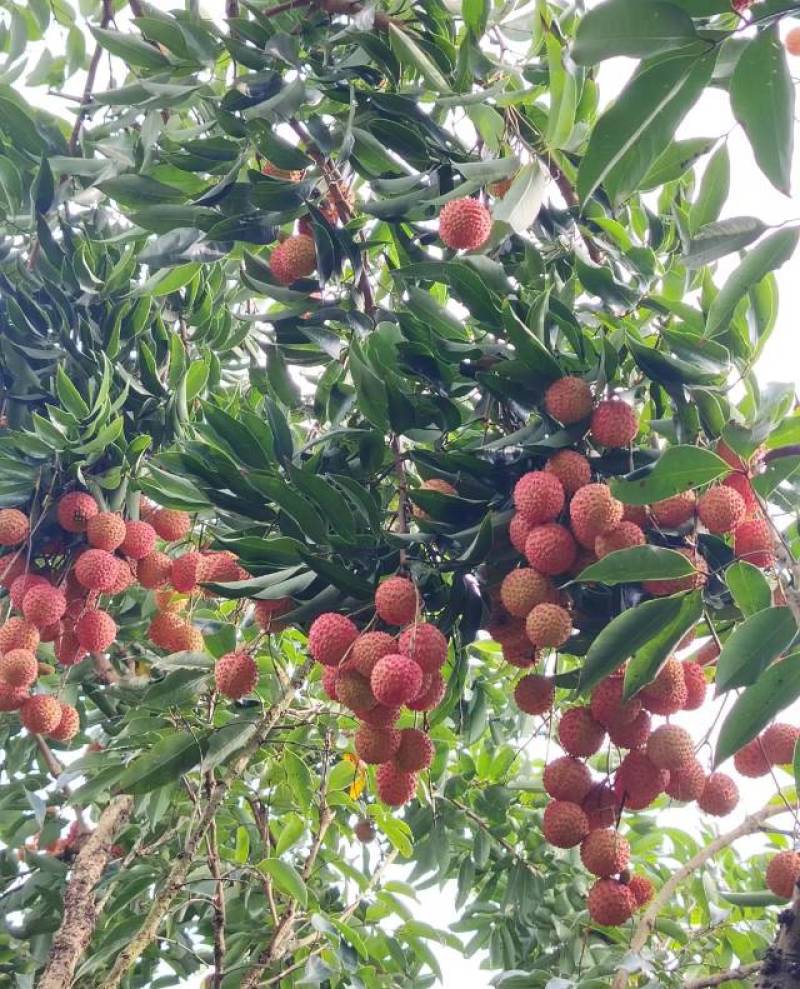 【桂味荔枝】荔枝**新鲜荔枝批发水果果园打包发货便宜一整箱