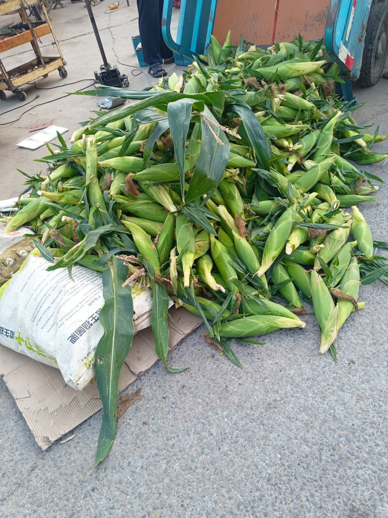 【新鲜直达】山东临沂白糯玉米现摘现发大量供应欢迎咨询