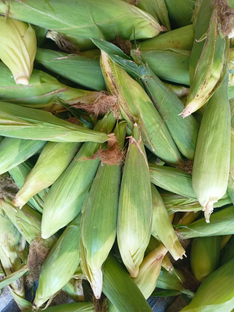 【新鲜直达】山东临沂白糯玉米现摘现发大量供应欢迎咨询