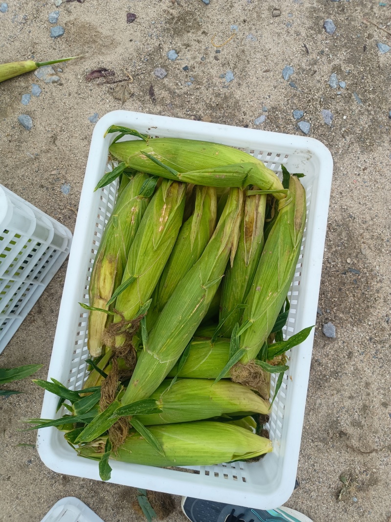 【新鲜直达】山东临沂白糯玉米现摘现发大量供应欢迎咨询