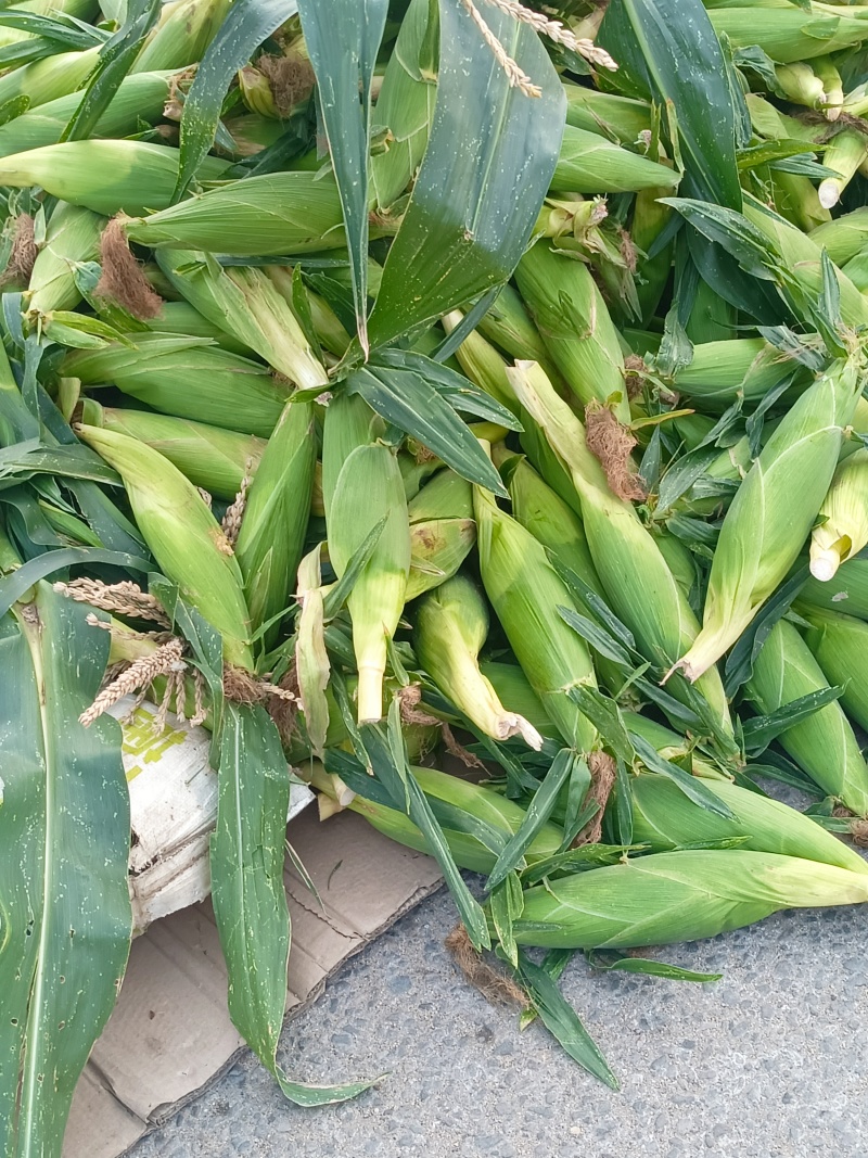 【新鲜直达】山东临沂白糯玉米现摘现发大量供应欢迎咨询