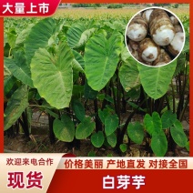 建瓯白芽芋，芋艿，芋子，奶芋，产地直发，可发全国