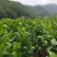 脆甜多汁很甜马家柚树苗柚子苗甜味红肉柚苗,基地直供