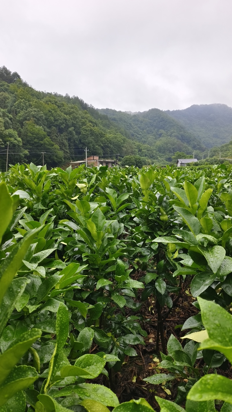 脆甜多汁很甜马家柚树苗柚子苗甜味红肉柚苗，基地直供