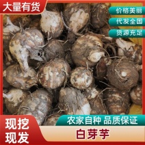 建瓯白芽芋，芋艿，芋子，现挖现发，产地直发，全国可发