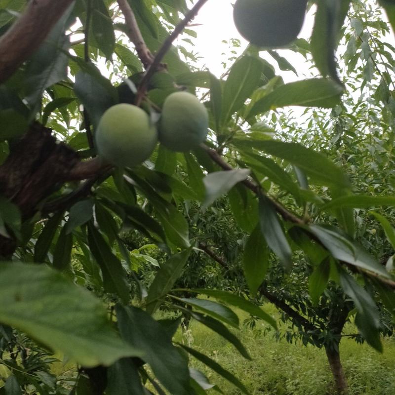 青脆李