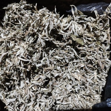 野生艾草