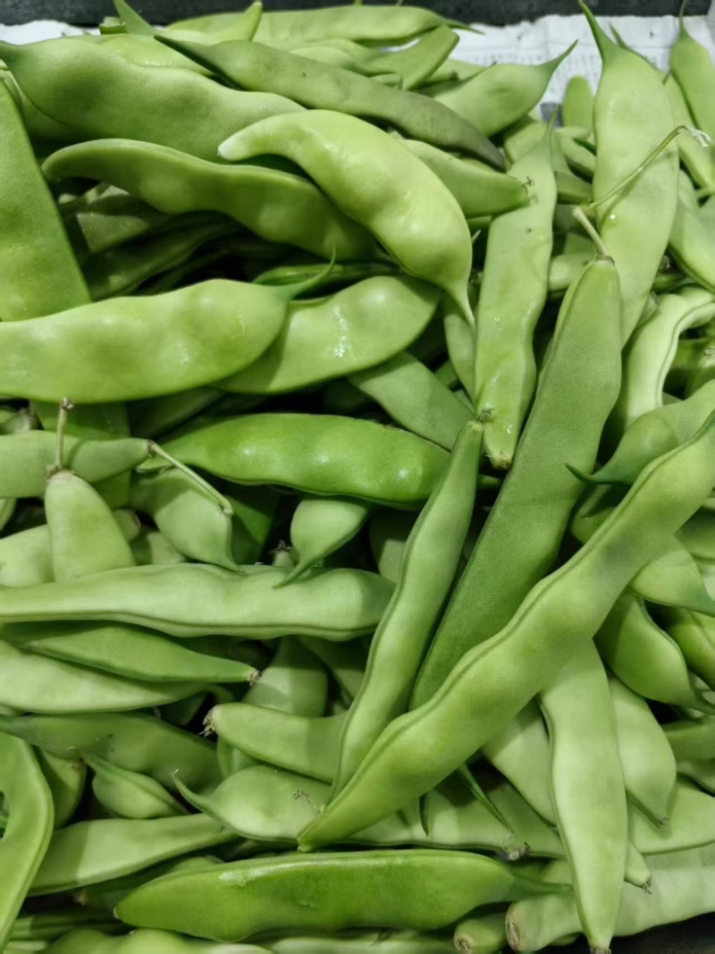 精品豆角大量上市一手货源欢迎来电咨询