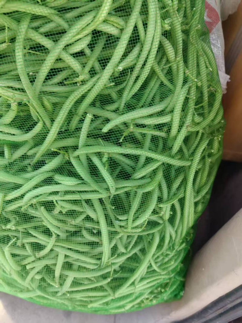 精品豆角大量上市一手货源欢迎来电咨询