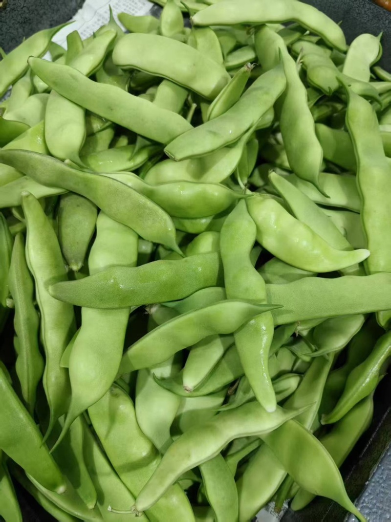 精品豆角大量上市一手货源欢迎来电咨询