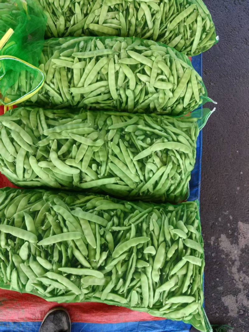 精品豆角大量上市一手货源欢迎来电咨询