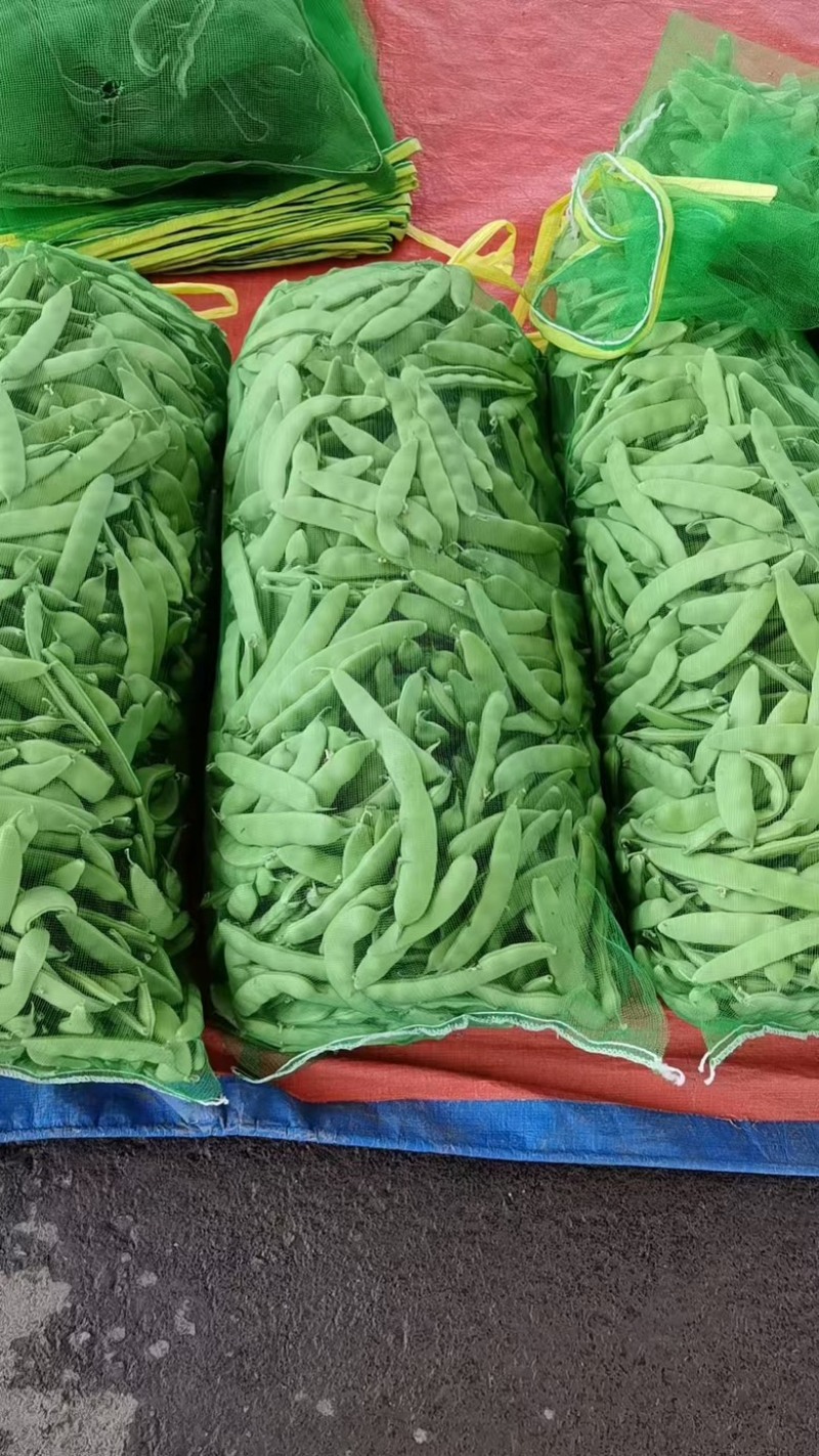 精品豆角大量上市一手货源欢迎来电咨询