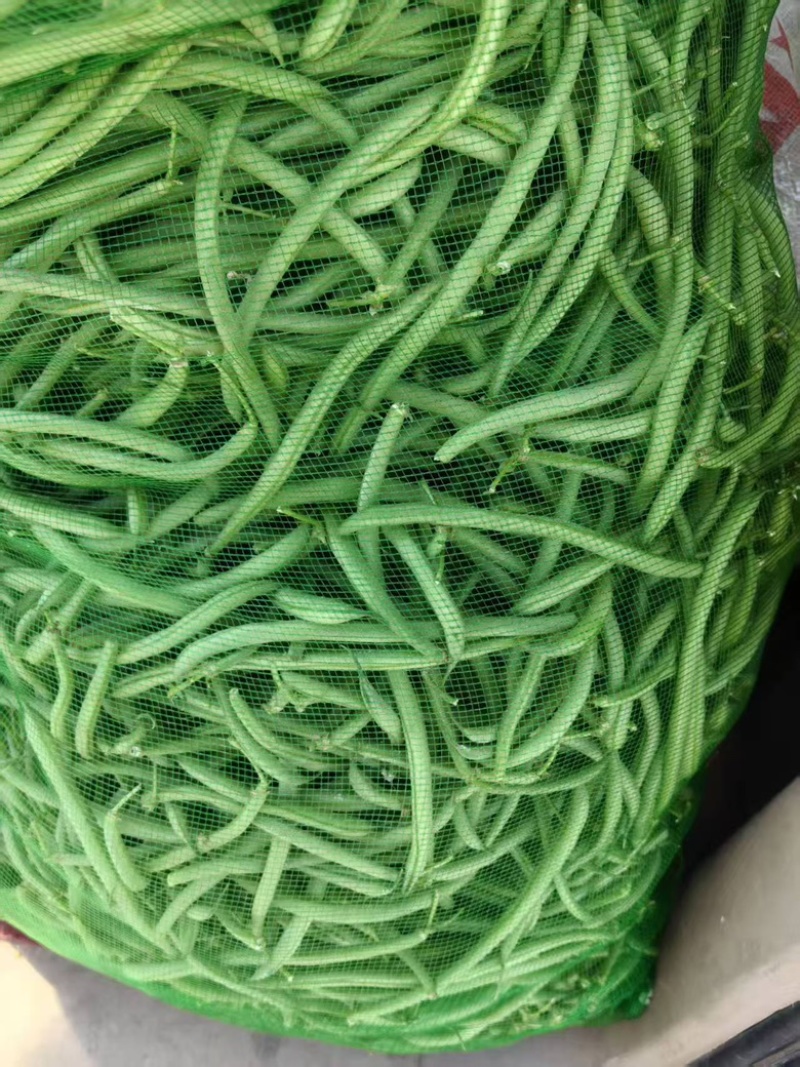 精品豆角大量上市一手货源欢迎来电咨询