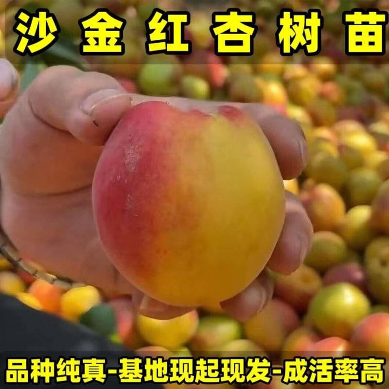 沙金红杏树苗辽南名杏品种纯真基地现起现发货成活率高