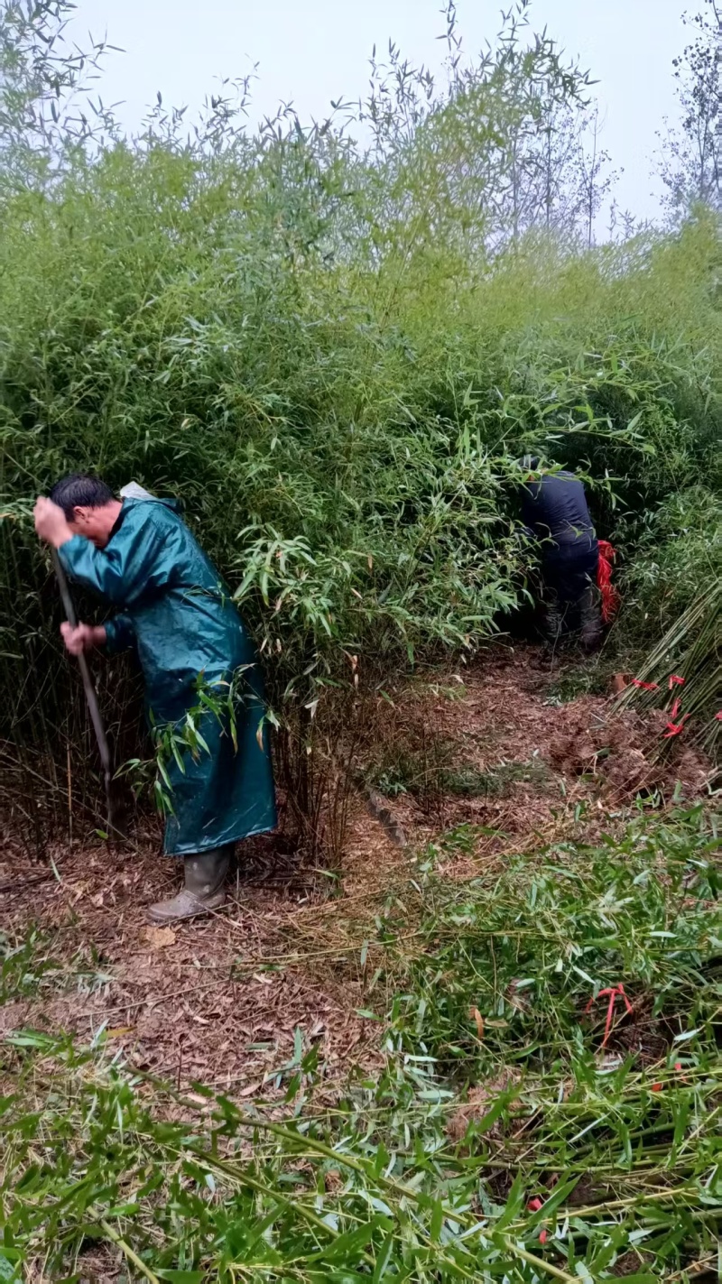 南阳桐柏竹子