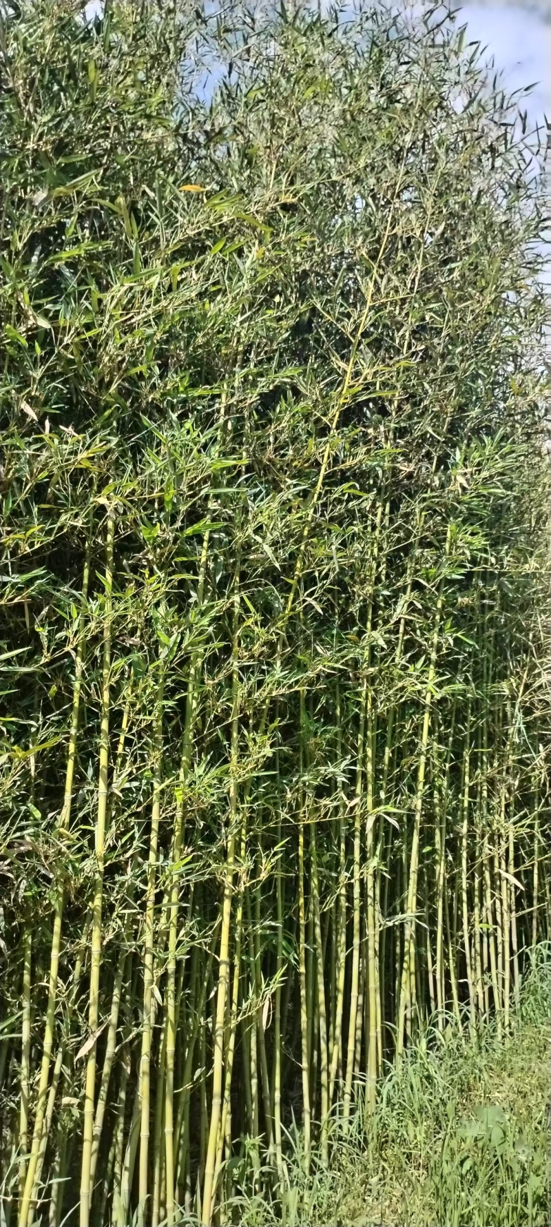 南阳桐柏竹子