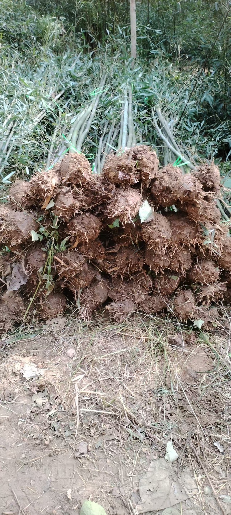南阳桐柏竹子