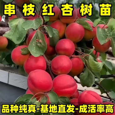 串枝红杏树苗品种纯真基地现起现发货成活率高提供技术