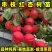 串枝红杏树苗品种纯真基地现起现发货成活率高提供技术