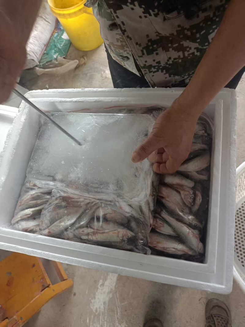 马口鱼品质保证服务周到产地直发价格美丽