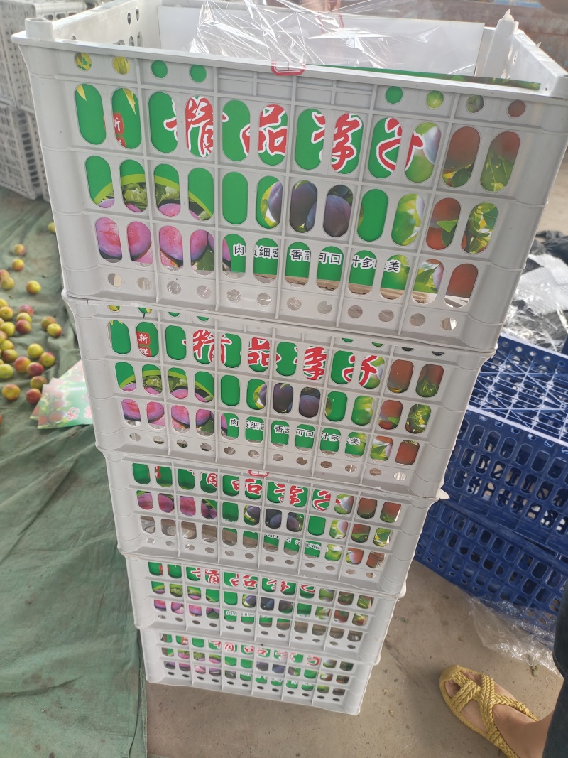李子澳洲红八宝丹五月脆大宝石小宝石产地批发