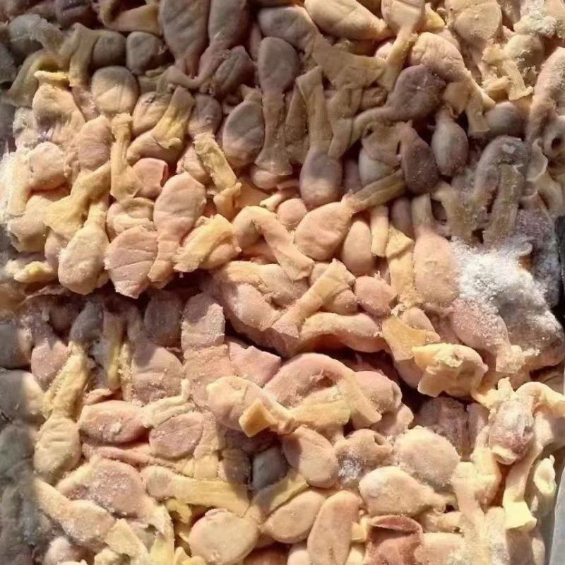 鸡腺胃生腺胃嗉皮生腺胃食管