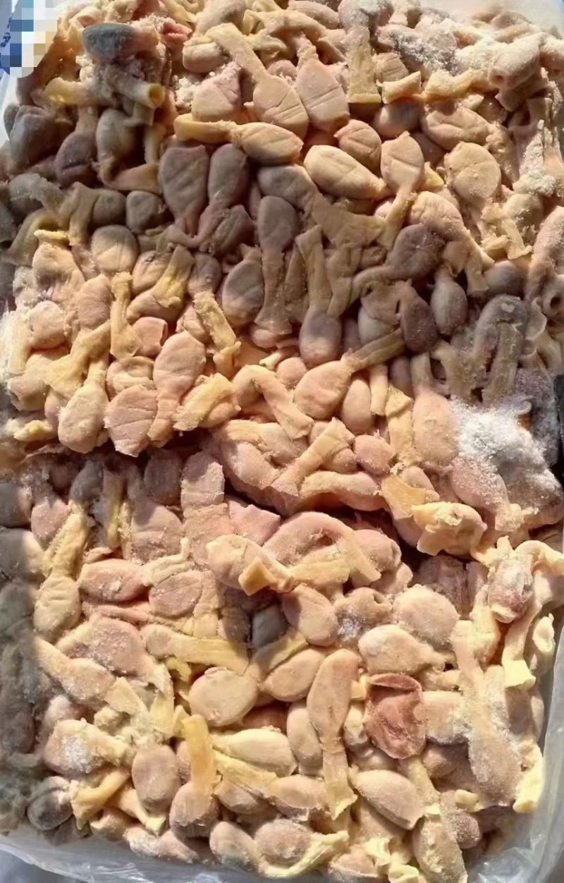 鸡腺胃生腺胃嗉皮生腺胃食管