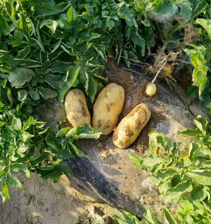 自家土豆刚刚上市，没有中间商赚差价，价格实惠，品质保证