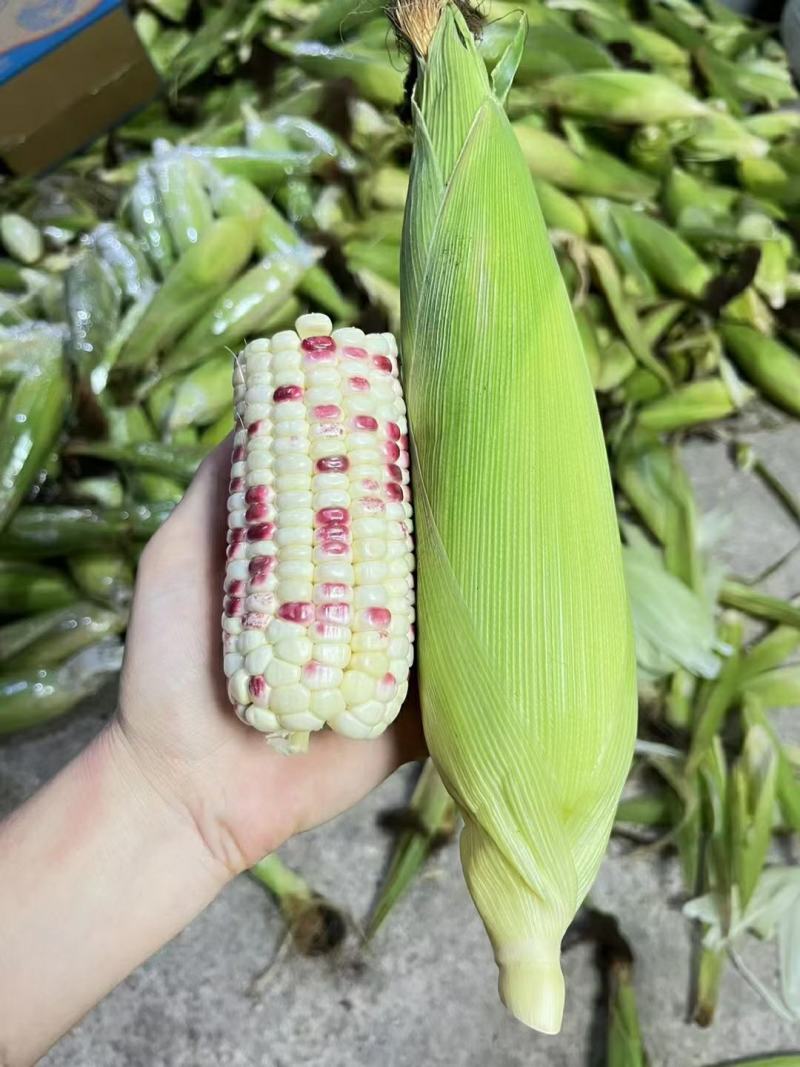 湖北精品水果玉米产地发货一手货源批发品质保证价格便宜