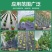 防草布切片果园果树除草布打孔单片遮草盖草农用园艺地布