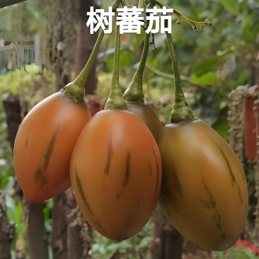 精品树番茄