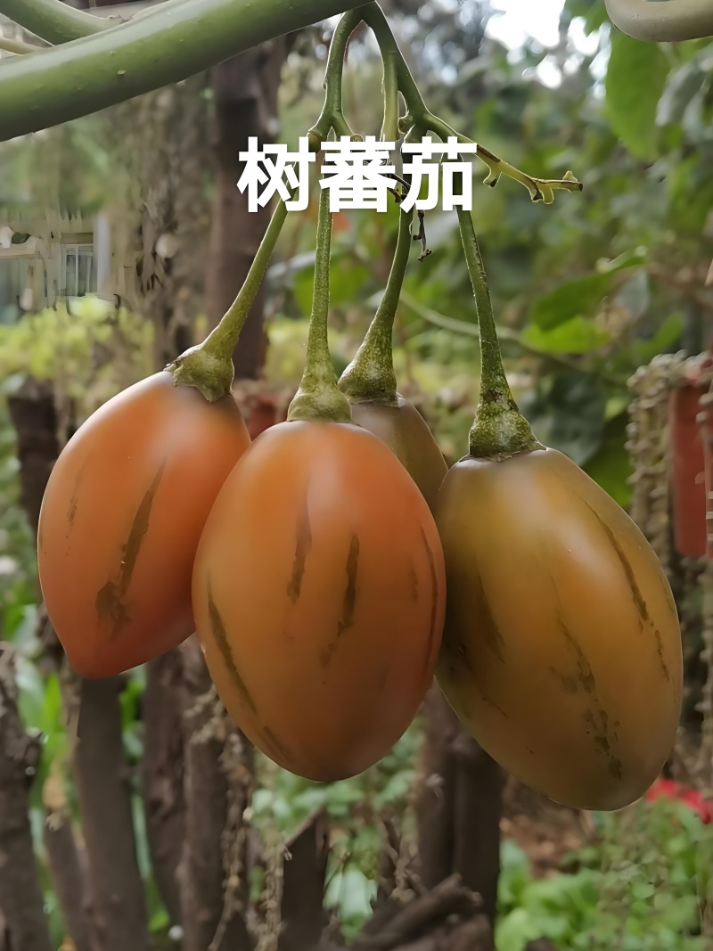 精品树番茄