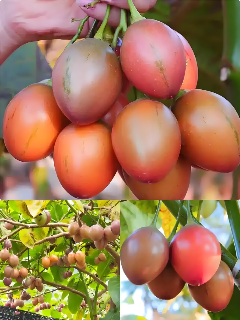 精品树番茄