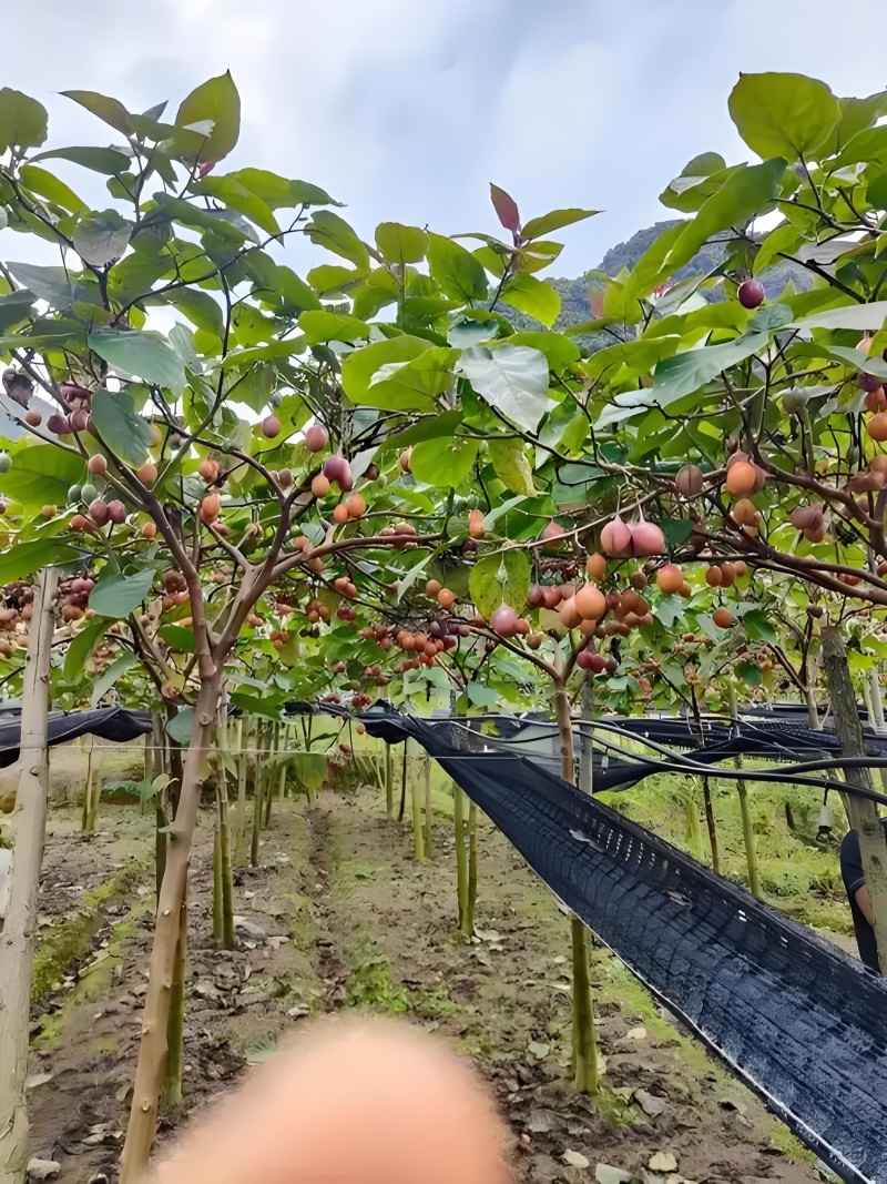 精品树番茄