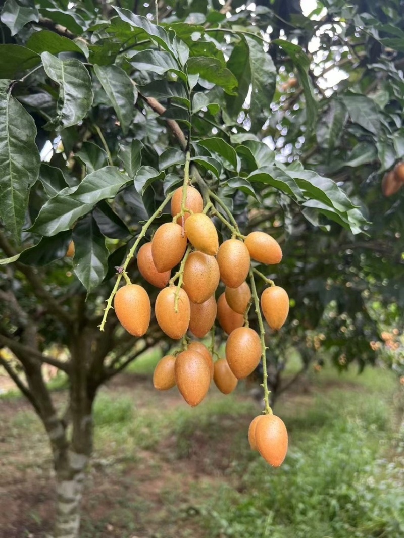 高州鸡心黄皮，百斤起批