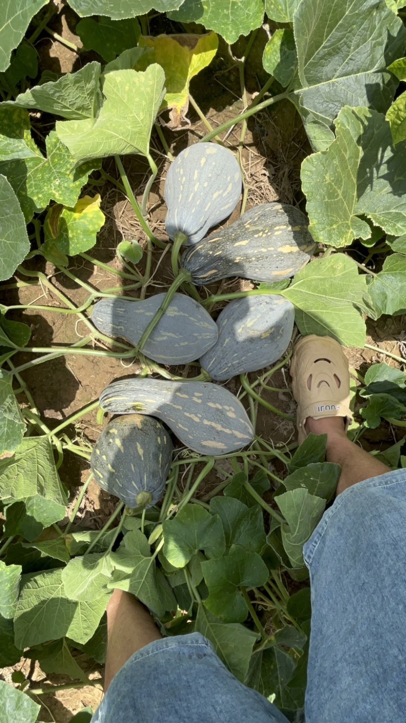 香芋南瓜，精品货源，南瓜，香芋南瓜，好的