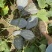 香芋南瓜，精品货源，南瓜，香芋南瓜，好的