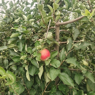 早熟苹果