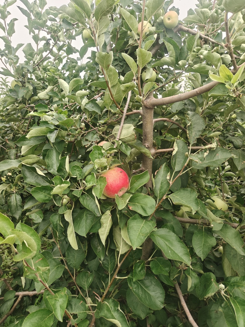 早熟苹果