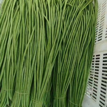 千亩现摘现发精品豆角发全国！一手货源！不满意包退！