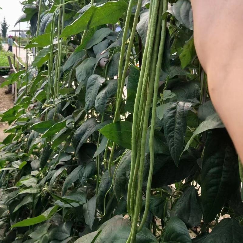 千亩现摘现发精品豆角发全国！一手货源！不满意包退！