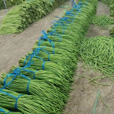 大量精选豆角王中王产地直供！现摘现发保证质量不满意包退！