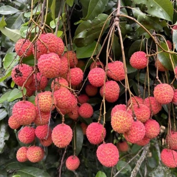 广西灵山正宗香荔
