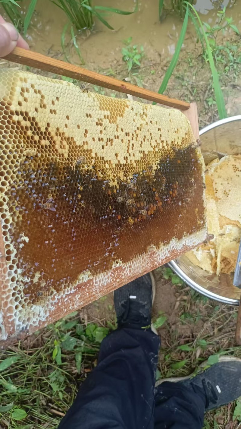 农家土养百花蜜蜂蜜品质保障价格实惠诚信经营