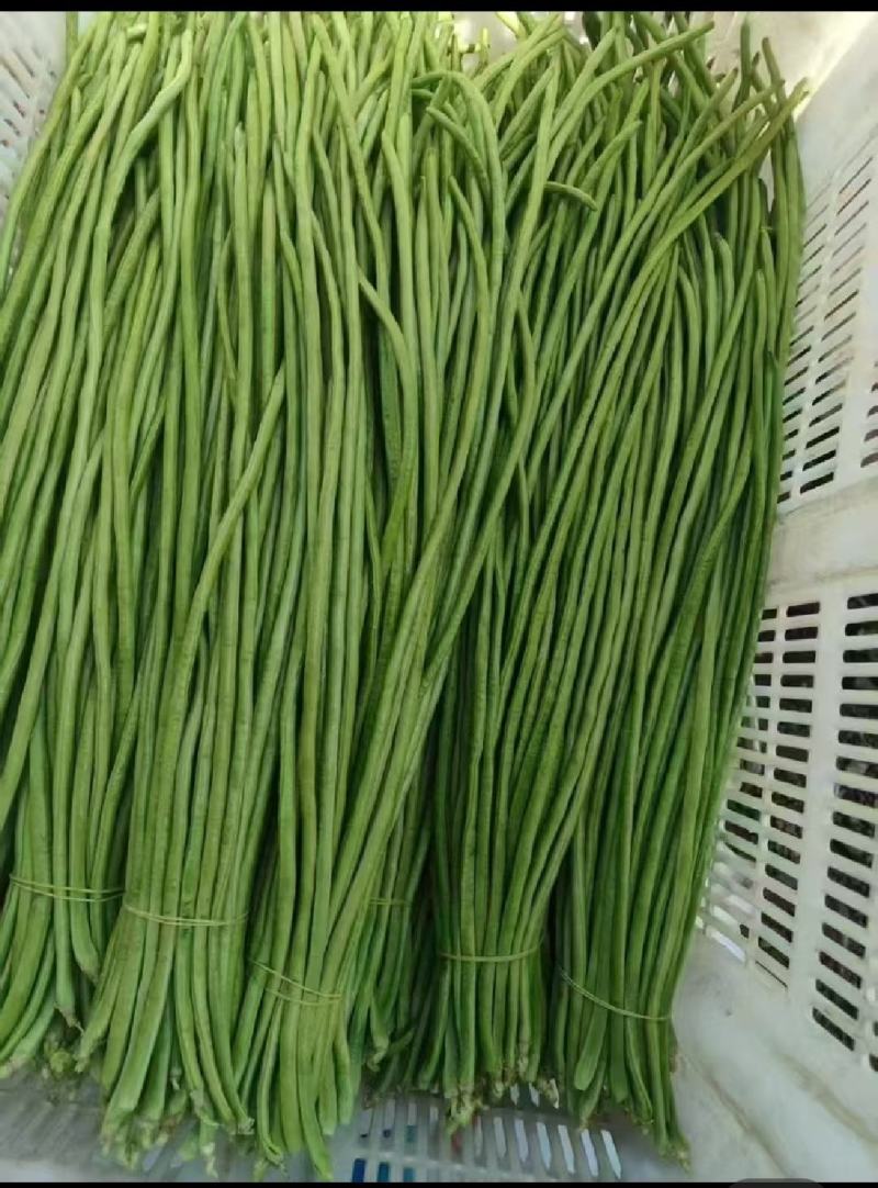 大量精选豆角王中王产地直供！现摘现发保证质量不满意包退！