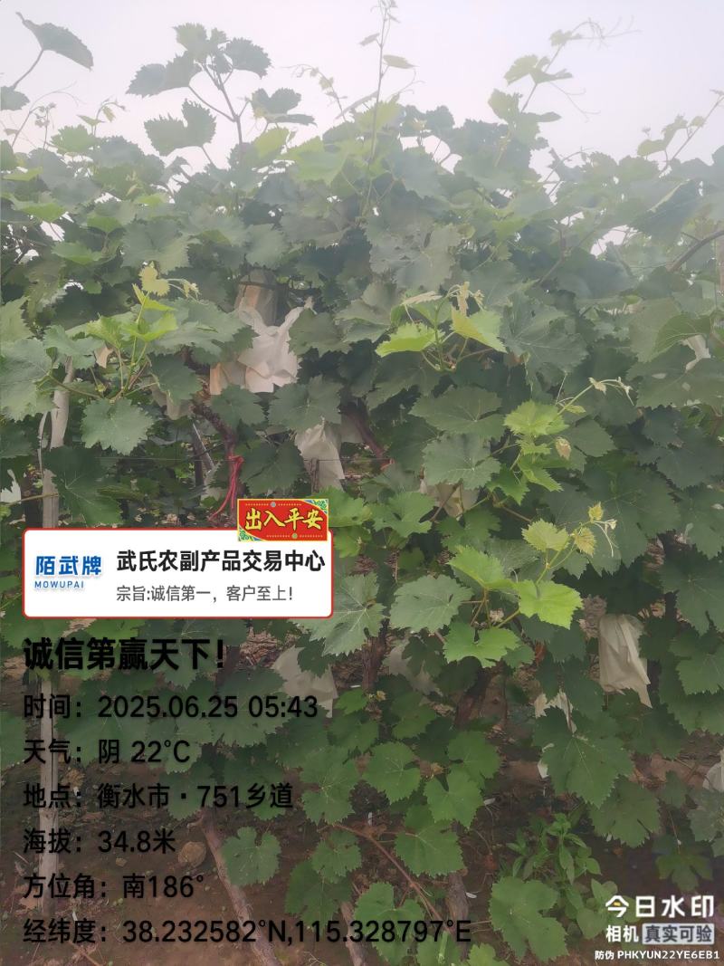 巨峰葡萄，安平供应！